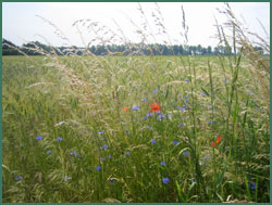 Kornblumen in Oberschlesien