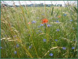 Kornblumen in Oberschlesien