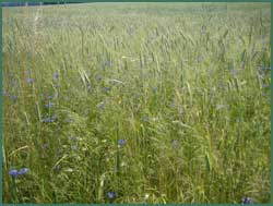 Kornblumen in Oberschlesien